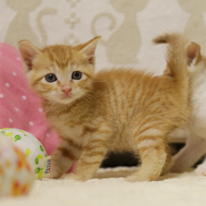 H25_37-20130816-4629